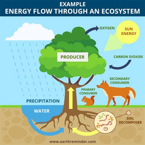 How Does Energy Flow Through an Ecosystem? | Earth Reminder