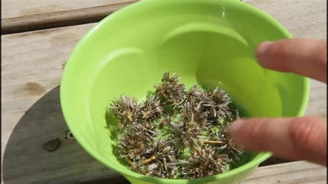 Harvesting Chive Seeds - YouTube