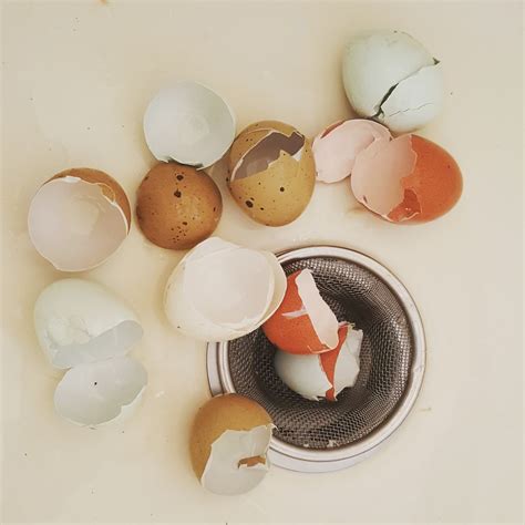 Egg Anatomy | What's Inside that Eggshell Anyway? - Fresh Eggs Daily ...