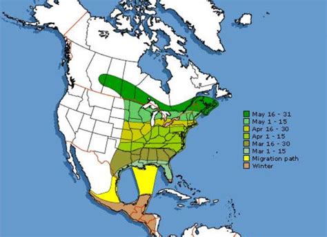 Hummingbird Migration Map 2020 Sightings & Patterns