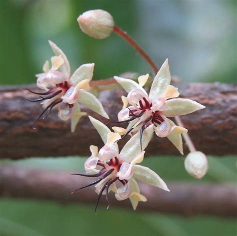 Here Is Exactly How Cocoa Farming Is Causing Deforestation - The ...