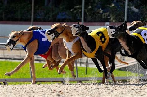 Greyhound Dog Racing Results | PETSIDI