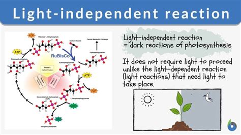 Explain The Light Dependent Reaction