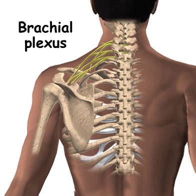 Brachial Plexus Injury