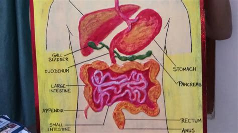 How To Make Digestive System Model At Home - Retake Again