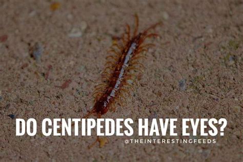 Do Centipedes have Eyes? Centipede Vision Explained 2023