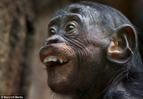 Monkey see, monkey do: The remarkably human faces pulled by our primate ...