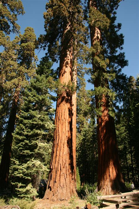 Giant Redwood Trees In Yosemite Free Stock Photo - Public Domain Pictures