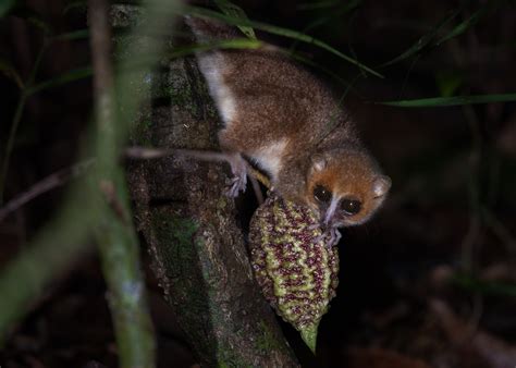 Brown Mouse Lemur | Sean Crane Photography