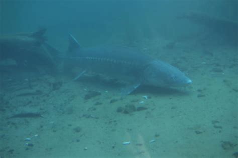 Study Tracks Sturgeon Habitat | Georgia Public Broadcasting