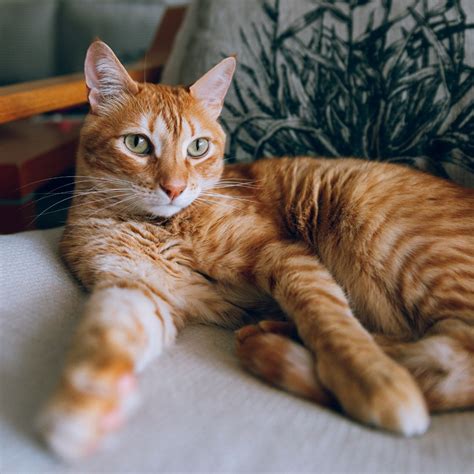 Who Are Ginger Cats? 5 Fun Facts About These Fabulous Felines