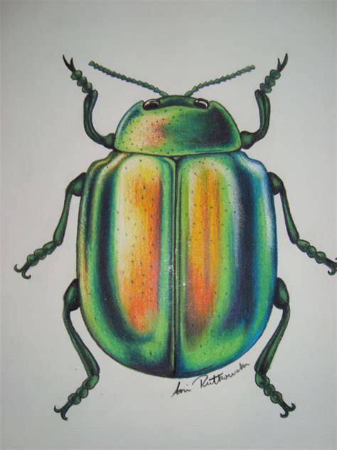 pencil crayon green beetle | Beetle art, Insect art, Beetle drawing