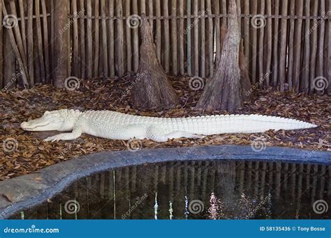 Albino Alligator Gar Or Atractosteus Spatula, Aligator Platinum Fish ...