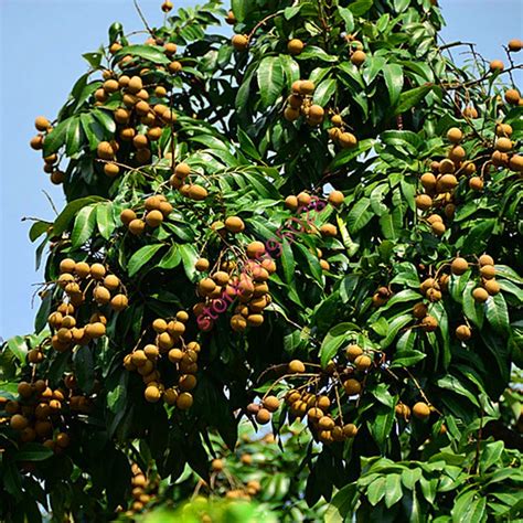 10Pcs Longan Seeds – Best Seeds Online | Free Shipping Worldwide ...