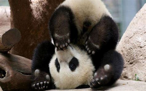 40 Baby Panda Photos