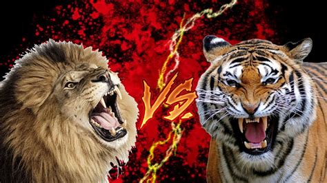 Tiger Vs Lion Real Fight | sher aur bagh ki ladai | Lion Vs Tiger Real ...