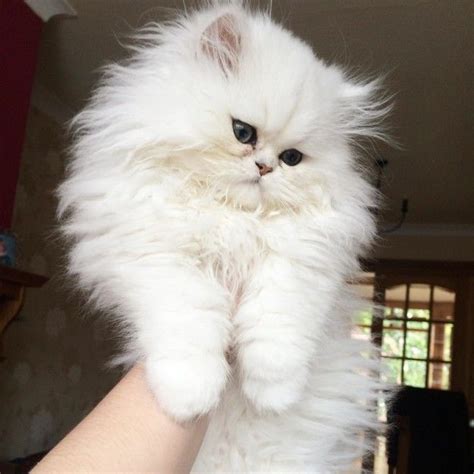 90 Kittens That Are So Cute They Are Definitely The Cat's Meow | Pretty ...