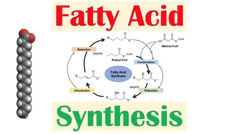 Fatty Acid Synthesis Pathway: Overview, Enzymes and Regulation - YouTube