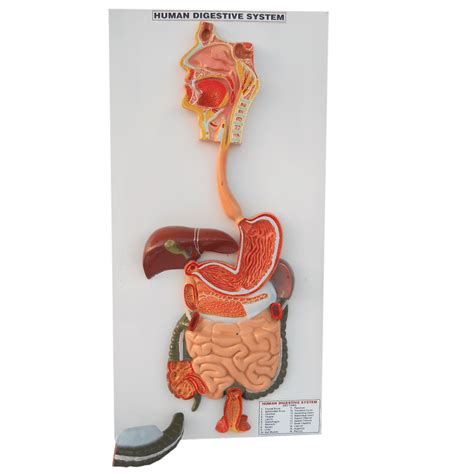 Human Digestive System Model – Medilab Exports Consortium