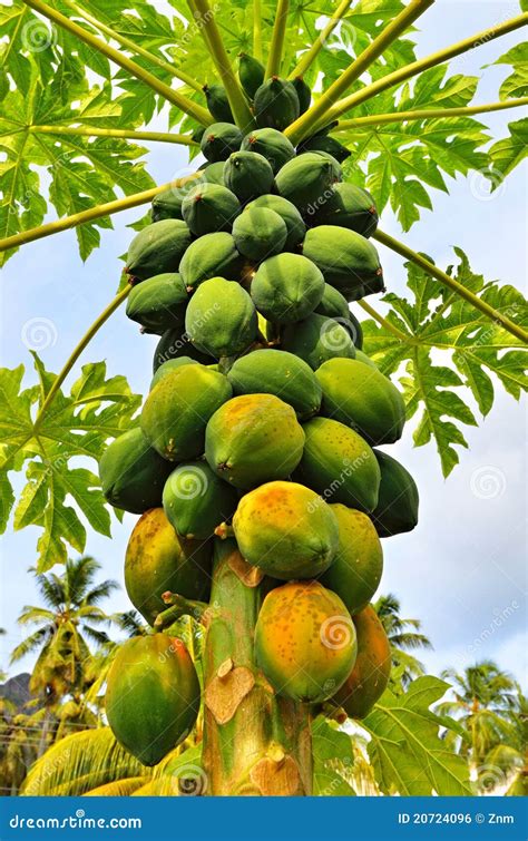 A papaya tree stock photo. Image of farm, large, summer - 20724096