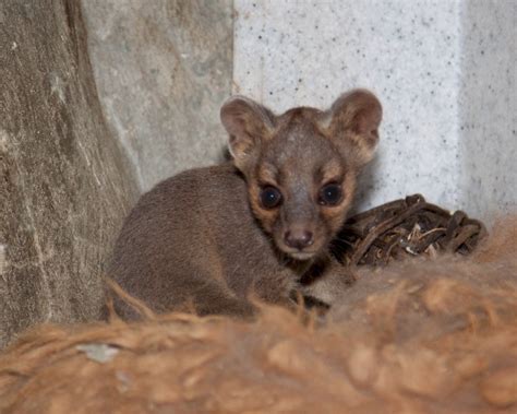 Photos: Baby fossa born at Denver Zoo, resembles small mountain lion ...