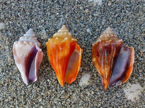 Florida Fighting Conch | Strombus alatus | I Love Shelling