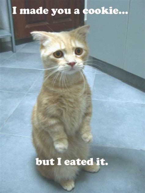 Funny pictures of cats with captions | The Free Images