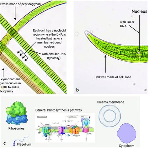 Examples of plastids across Archaeplastida lineages. Plastids in each ...