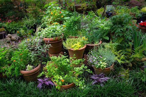 A Guide to Common Herbs | Fairview Garden Center