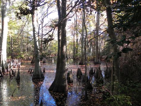 What the world needs now to fight climate change: More swamps