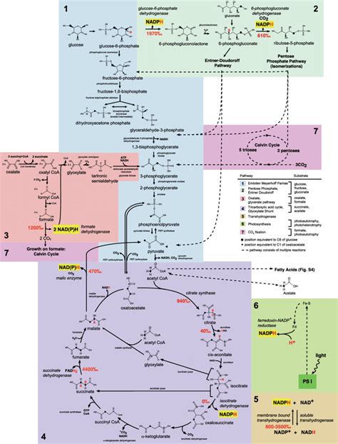 [DIAGRAM] Enzymes And Metabolic Pathways Diagram - MYDIAGRAM.ONLINE