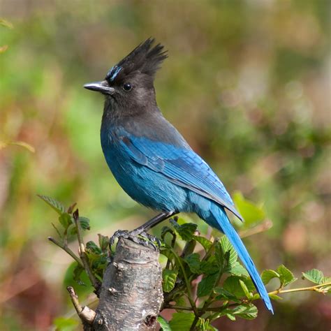 The Steller's Jay bird: A symbol of intelligence and adaptability in ...