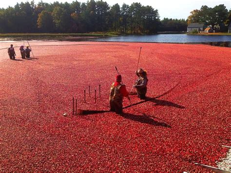 Cranberry Bog Tour, Massachusetts