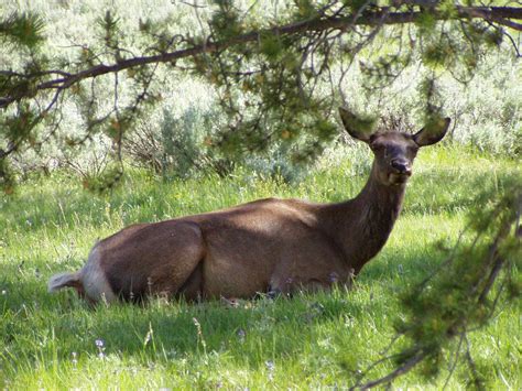 Yellowstone Wildlife 1 Free Photo Download | FreeImages