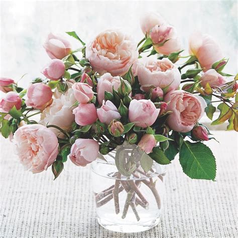 Growing English Garden Roses - Flower Magazine