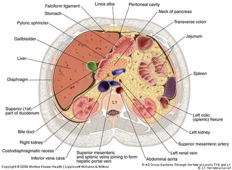 Cross Section Knee Mri, Lower Limb Muscles, Superior Mesenteric Artery ...