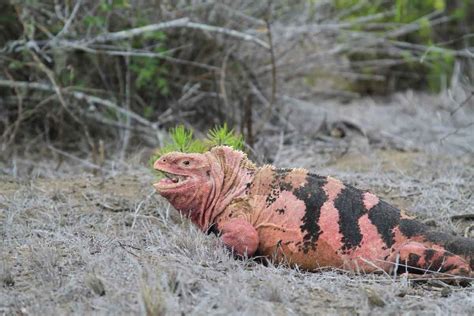 Galapagos Pink Land Iguana at the brink of extinction | South America ...