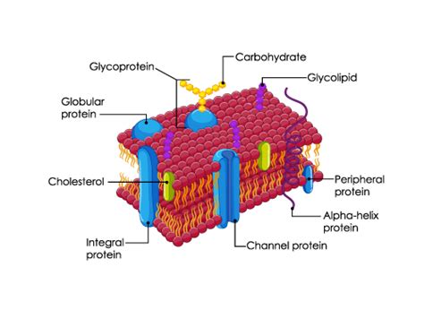 Cell Membrane - Definition, Functions, Structure - GeeksforGeeks