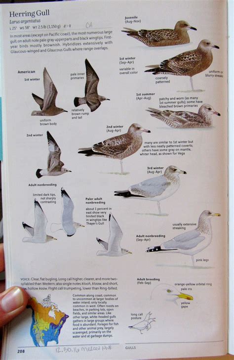 Winter Gulls: The Great I.D. Challenge