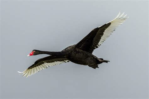 Australian Fairy Tern 25928614 Stock Photo at Vecteezy