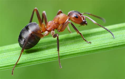 Ant Symbolism & Meaning (+Totem, Spirit & Omens) | World Birds