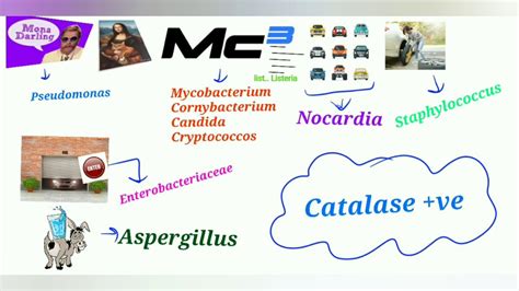 Catalase Positive Bacteria Mnemonic