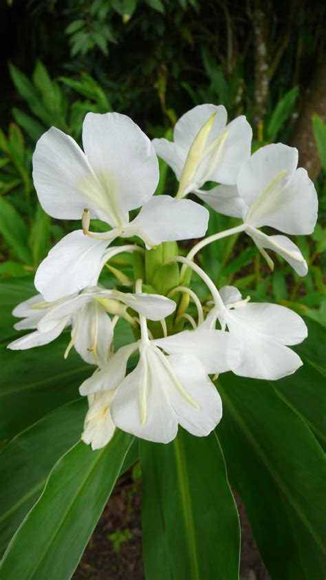 Sweet smelling white ginger was just divine | Beautiful flowers ...