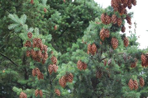 13 Most Common North American Pine Species