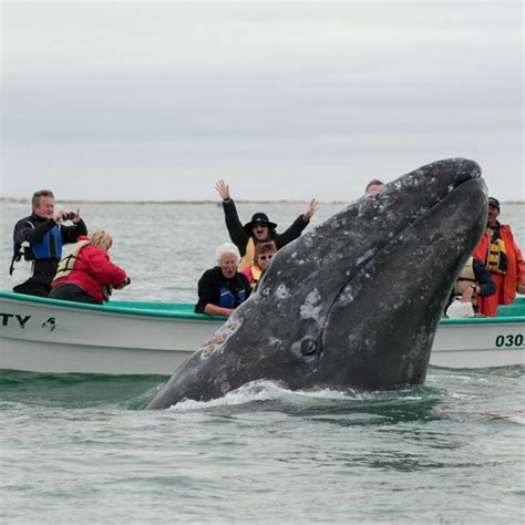 Whale-Watching Tour in the Azores, Azores Islands, Portugal | Whale ...