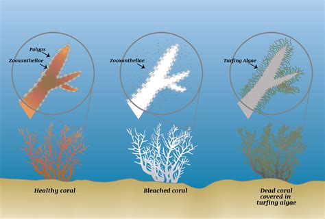 What is Coral Bleaching?