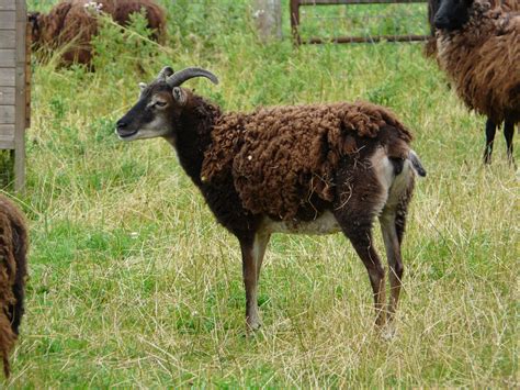 Soay-British Sheep - The Livestock Conservancy