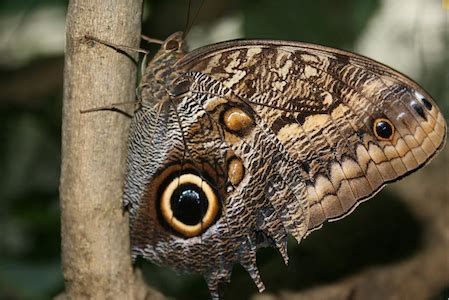 Camouflage in Animals | Definition, Types & Examples - Lesson | Study.com