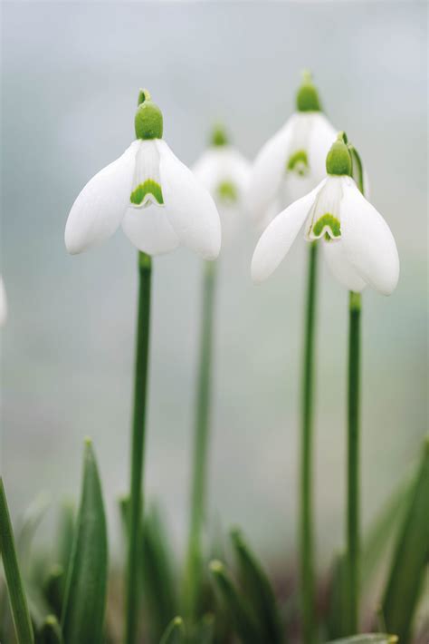 How to grow snowdrops - Gardens Illustrated