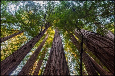 Redwood Trees in Muir Woods CA [OC] [42982874] | Redwood tree, Muir ...